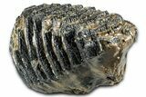 Southern Mammoth Lower M Molar - Hungary #370375-4